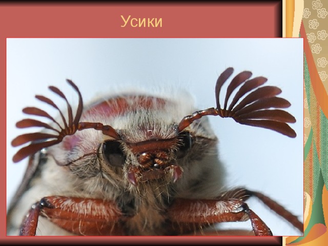 Усики 
