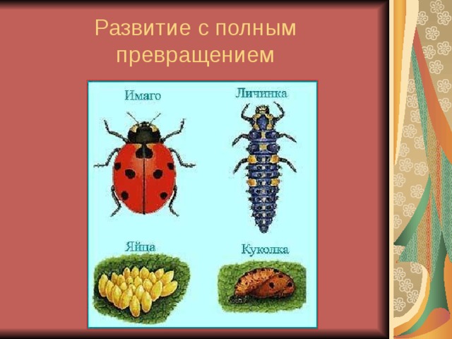Развитие с полным превращением 