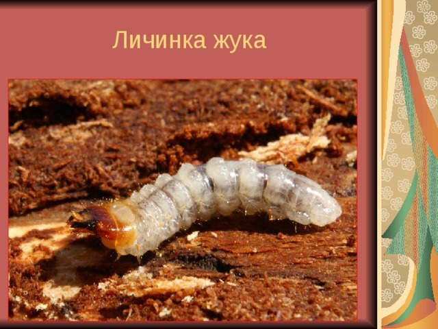Личинка жука 
