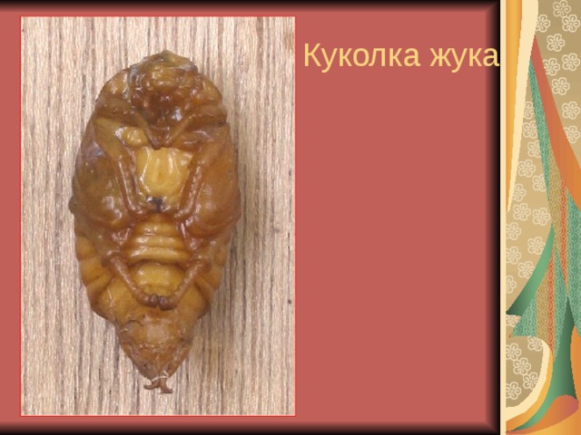 Куколка жука 