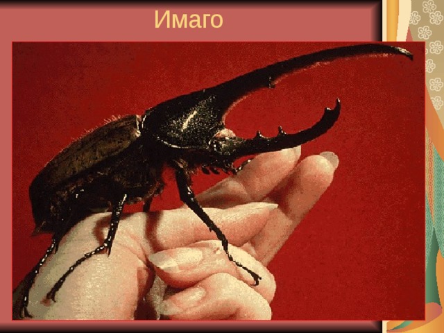 Имаго 