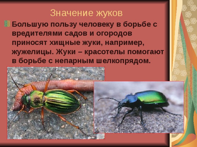 Значение жуков Большую пользу человеку в борьбе с вредителями садов и огородов приносят хищные жуки, например, жужелицы. Жуки – красотелы помогают в борьбе с непарным шелкопрядом. 
