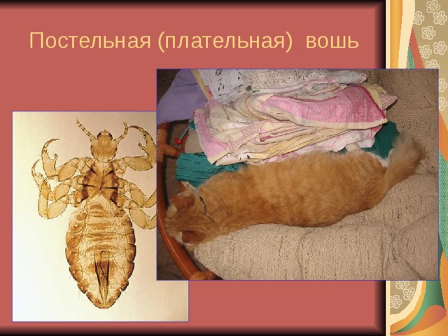 Постельная (плательная) вошь 