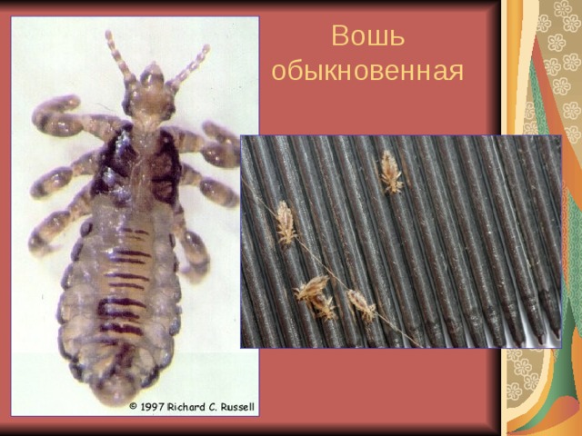 Вошь обыкновенная 