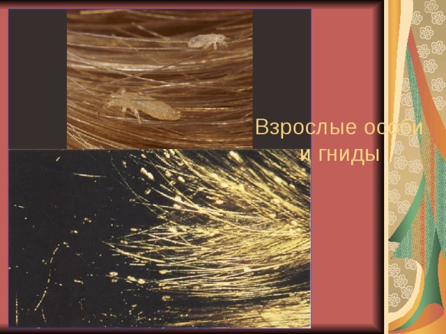 Взрослые особи и гниды 