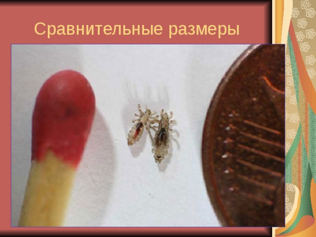 Сравнительные размеры 