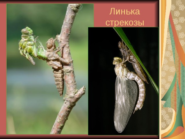 Линька стрекозы 