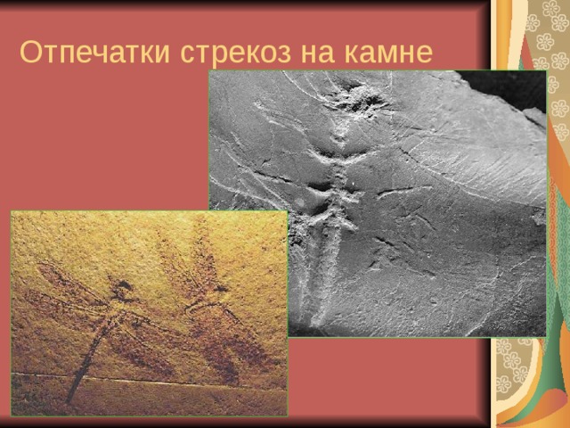 Отпечатки стрекоз на камне 