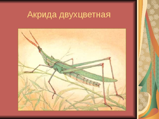 Акрида двухцветная 