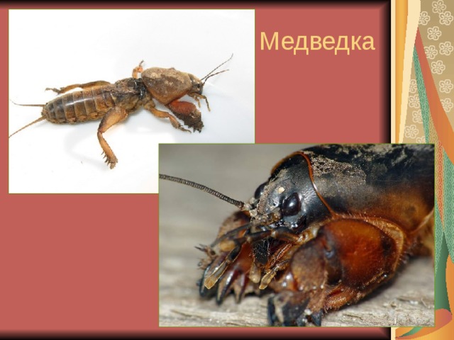Медведка 
