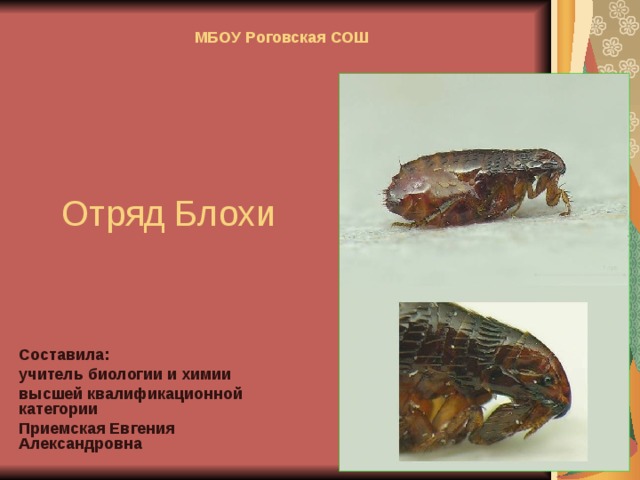 МБОУ Роговская СОШ   Отряд Блохи Составила: учитель биологии и химии высшей квалификационной категории Приемская Евгения Александровна  