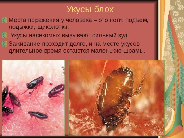 Укусы блох Места поражения у человека – это ноги: подъём, лодыжки, щиколотки.  Укусы насекомых вызывают сильный зуд. Заживание проходит долго, и на месте укусов длительное время остаются маленькие шрамы. 