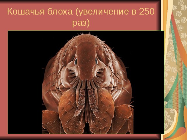 Кошачья блоха (увеличение в 250 раз) 