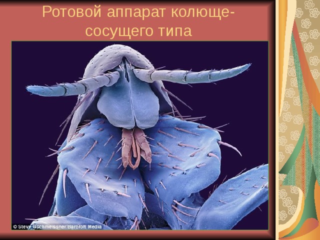 Ротовой аппарат колюще-сосущего типа 