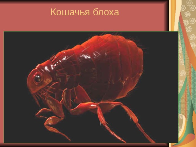 Кошачья блоха 