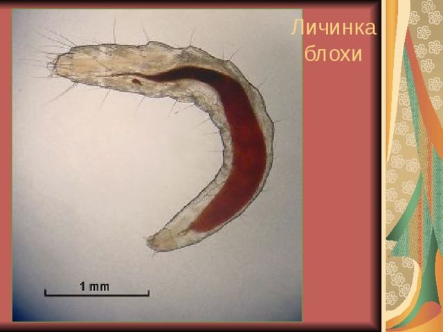 Личинка  блохи 