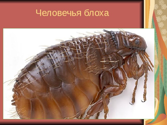 Человечья блоха 