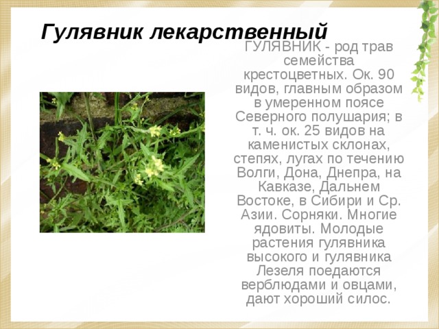 Гулявник лекарственный ГУЛЯВНИК - род трав семейства крестоцветных. Ок. 90 видов, главным образом в умеренном поясе Северного полушария; в т. ч. ок. 25 видов на каменистых склонах, степях, лугах по течению Волги, Дона, Днепра, на Кавказе, Дальнем Востоке, в Сибири и Ср. Азии. Сорняки. Многие ядовиты. Молодые растения гулявника высокого и гулявника Лезеля поедаются верблюдами и овцами, дают хороший силос. 