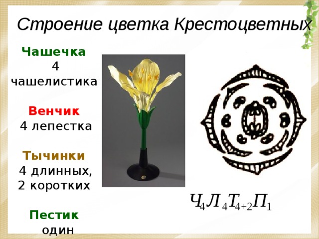 Строение цветка Крестоцветных Чашечка  4 чашелистика Венчик  4 лепестка Тычинки  4 длинных, 2 коротких Пестик  один Т Л  Ч П 4 4 4+2 1 8 
