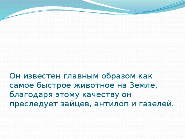      Он известен главным образом как самое быстрое животное на Земле, благодаря этому качеству он преследует зайцев, антилоп и газелей.   