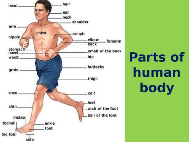 Parts of human body 