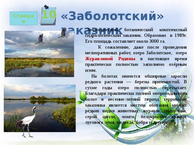 10   «Заболотский» заказник Станция Зоологический ботанический комплексный гидрологический заказник. Образован в 1989г. Его площадь составляет около 3000 га.  К сожалению, даже после проведения мелиоративных работ, озеро Заболотское, озеро Журавлиной Родины в настоящее время практически полностью заполнено озёрным илом.  На болотах имеются обширные заросли редкого растения — березы приземистой. В сухие годы озеро полностью пересыхает. Благодаря практически полной непроходимости болот в весенне-летний период территория заказника является местом обитания многих редких видов животных: журавля, подорлика, серой цапли, чомги, белокрылой крачки, лугового луня, медведя, бобра и других. 