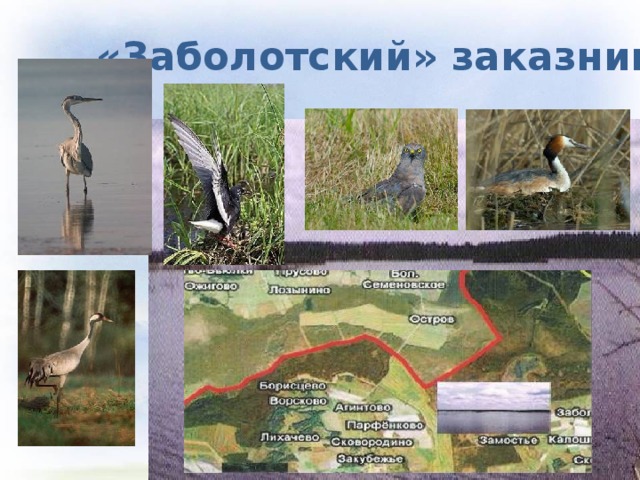 «Заболотский» заказник 
