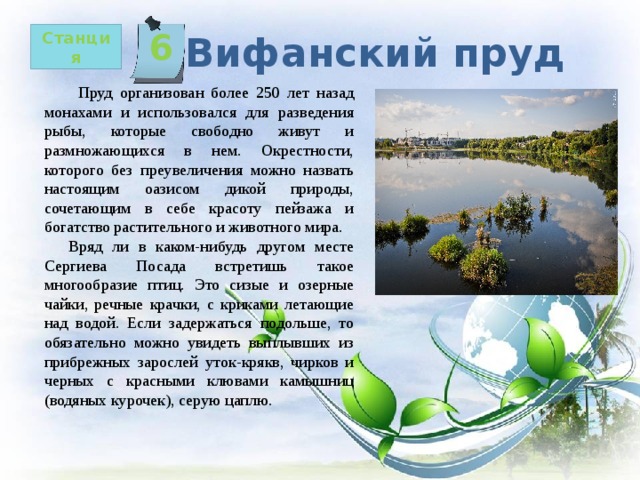 6   Станция Вифанский пруд  Пруд организован более 250 лет назад монахами и использовался для разведения рыбы, которые свободно живут и размножающихся в нем. Окрестности, которого без преувеличения можно назвать настоящим оазисом дикой природы, сочетающим в себе красоту пейзажа и богатство растительного и животного мира.  Вряд ли в каком-нибудь другом месте Сергиева Посада встретишь такое многообразие птиц. Это сизые и озерные чайки, речные крачки, с криками летающие над водой. Если задержаться подольше, то обязательно можно увидеть выплывших из прибрежных зарослей уток-крякв, чирков и черных с красными клювами камышниц (водяных курочек), серую цаплю. 