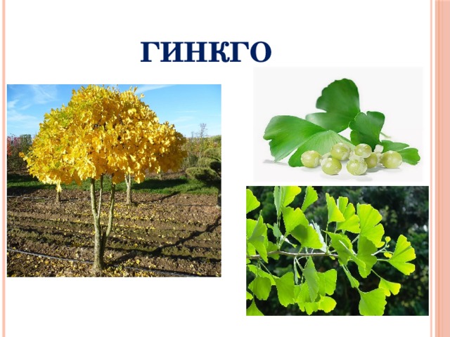 ГИНКГО 