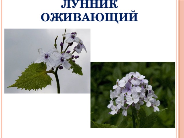 ЛУННИК ОЖИВАЮЩИЙ 
