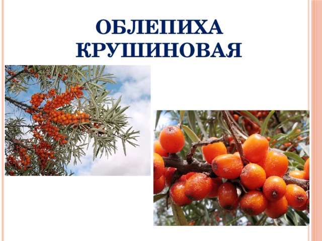 ОБЛЕПИХА КРУШИНОВАЯ 