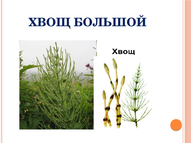 ХВОЩ БОЛЬШОЙ 