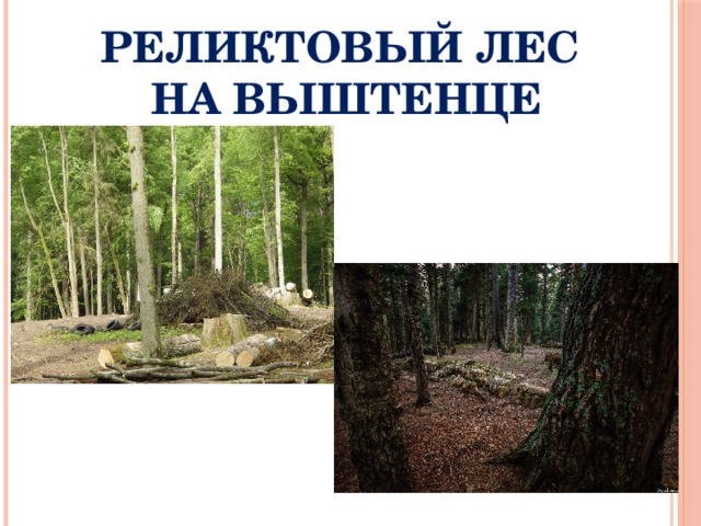 РЕЛИКТОВЫЙ ЛЕС  НА ВЫШТЕНЦЕ 