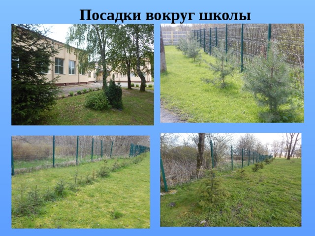  Посадки вокруг школы 