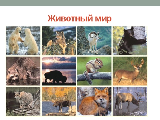 Животный мир 