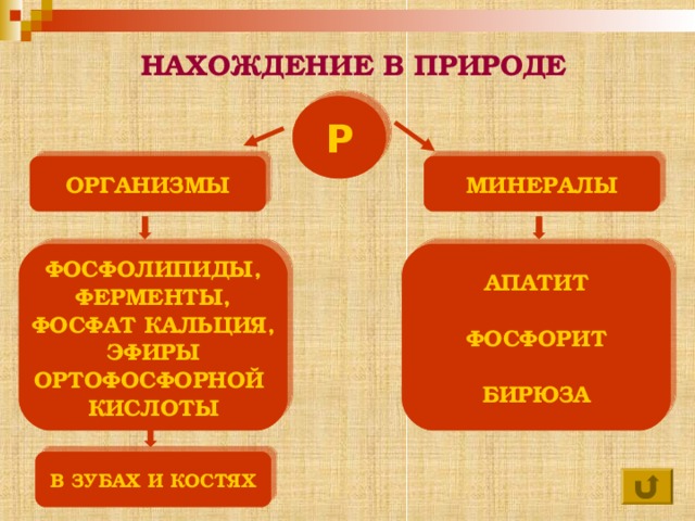  НАХОЖДЕНИЕ В ПРИРОДЕ Р ОРГАНИЗМЫ МИНЕРАЛЫ ФОСФОЛИПИДЫ, ФЕРМЕНТЫ, ФОСФАТ КАЛЬЦИЯ,  ЭФИРЫ ОРТОФОСФОРНОЙ КИСЛОТЫ АПАТИТ  ФОСФОРИТ  БИРЮЗА В ЗУБАХ И КОСТЯХ  