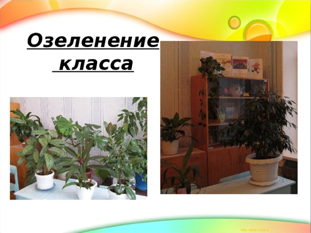 Озеленение  класса 