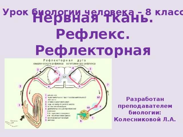Урок биологии человека – 8 класс Нервная ткань. Рефлекс. Рефлекторная дуга Разработан преподавателем биологии: Колесниковой Л.А. 