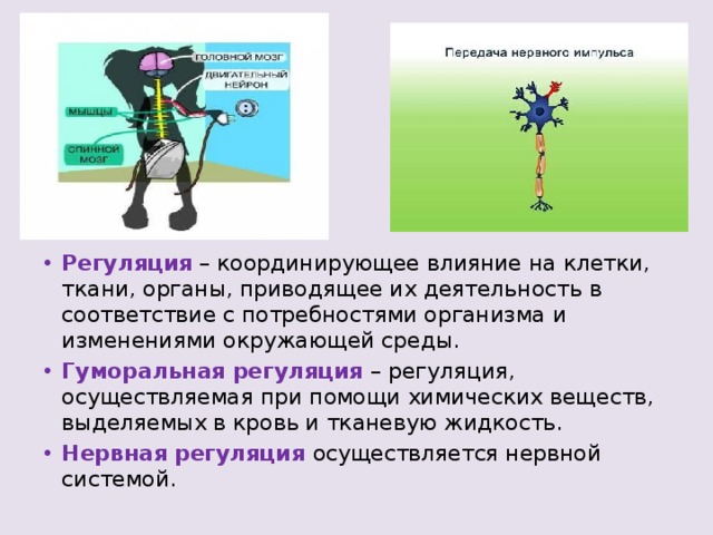 Регуляция – координирующее влияние на клетки, ткани, органы, приводящее их деятельность в соответствие с потребностями организма и изменениями окружающей среды. Гуморальная регуляция – регуляция, осуществляемая при помощи химических веществ, выделяемых в кровь и тканевую жидкость. Нервная регуляция осуществляется нервной системой. 