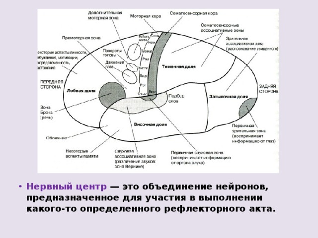 Нервный центр — это объединение нейронов, предназначенное для участия в выполнении какого-то определенного рефлекторного акта.  