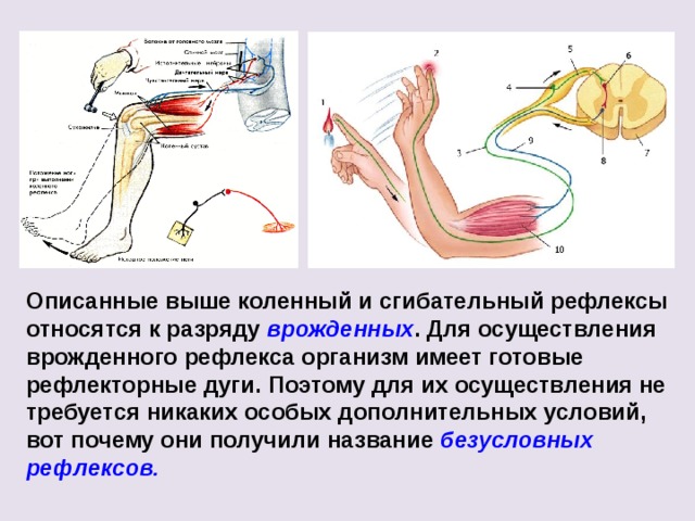 Описанные выше коленный и сгибательный рефлексы относятся к разряду врожденных . Для осуществления врожденного рефлекса организм имеет готовые рефлекторные дуги. Поэтому для их осуществления не требуется никаких особых дополнительных условий, вот почему они получили название безусловных рефлексов. 
