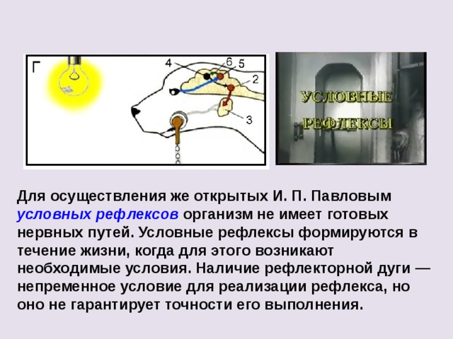 Для осуществления же открытых И. П. Павловым условных рефлексов  организм не имеет готовых нервных путей. Условные рефлексы формируются в течение жизни, когда для этого возникают необходимые условия. Наличие рефлекторной дуги — непременное условие для реализации рефлекса, но оно не гарантирует точности его выполнения. 