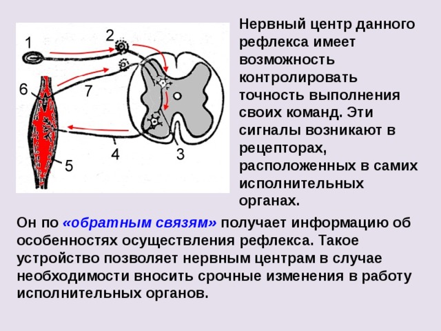 Нервный центр данного рефлекса имеет возможность контролировать точность выполнения своих команд. Эти сигналы возникают в рецепторах, расположенных в самих исполнительных органах. Он по «обратным связям» получает информацию об особенностях осуществления рефлекса. Такое устройство позволяет нервным центрам в случае необходимости вносить срочные изменения в работу исполнительных органов. 