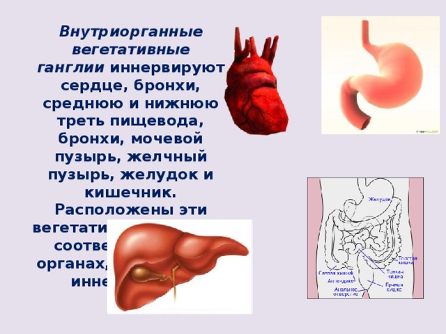 Внутриорганные вегетативные ганглии  иннервируют сердце, бронхи, среднюю и нижнюю треть пищевода, бронхи, мочевой пузырь, желчный пузырь, желудок и кишечник. Расположены эти вегетативные ганглии, соответственно, в органах, которые они иннервируют. 