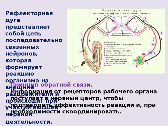Рефлекторная дуга представляет собой цепь последовательно связанных нейронов, которая формирует реакцию организма на внешние раздражители и происходит при участии высшей нервной деятельности . Принцип обратной связи. Информация от рецепторов рабочего органа поступает в нервный центр, чтобы подтвердить эффективность реакции и, при необходимости скоординировать. 