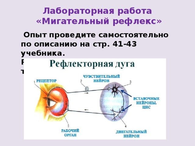 Лабораторная работа «Мигательный рефлекс»  Опыт проведите самостоятельно по описанию на стр. 41-43 учебника. Результаты занесите в рабочую тетрадь. 