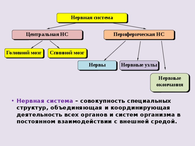 Нервная система Периферическая НС Центральная НС Головной мозг Спинной мозг Нервы Нервные узлы Нервные окончания Нервная система – совокупность специальных структур, объединяющая и координирующая деятельность всех органов и систем организма в постоянном взаимодействии с внешней средой. 