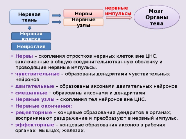 нервные импульсы Мозг Органы тела Нервы Нервная ткань Нервные узлы Нервная клетка Нейроглия Нервы – скопления отростков нервных клеток вне ЦНС, заключенные в общую соединительнотканную оболочку и проводящие нервные импульсы. чувствительные  – образованы дендритами чувствительных нейронов двигательные – образованы аксонами двигательных нейронов смешанные – образованы аксонами и дендритами Нервные  узлы  – скопления тел нейронов вне ЦНС. Нервные окончания: рецепторные – концевые образования дендритов в органах; воспринимают раздражение и преобразуют в нервный импульс. эффекторные – концевые образования аксонов в рабочих органах: мышцах, железах. 
