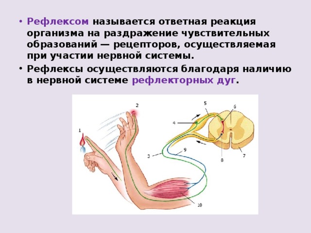 Рефлексом называется ответная реакция организма на раздражение чувствительных образований — рецепторов, осуществляемая при участии нервной системы. Рефлексы осуществляются благодаря наличию в нервной системе рефлекторных дуг .  