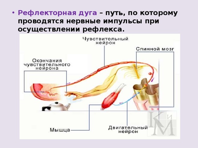 Рефлекторная дуга – путь, по которому проводятся нервные импульсы при осуществлении рефлекса. 